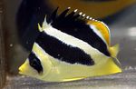 Butterfly mitratus, Indian butterflyfish