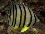 Eight banded butterfly fish