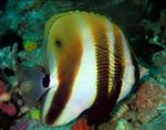 Orange-Banded Coral Fish
