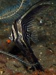 Nuotrauka Akvariumas Žuvys Batavia Šikšnosparnių Žuvis (Platax batavianus), dryžuotas