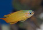 fotografija Akvarijske Ribice Ocenjevalec (Assessor), rumena