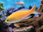 фотографија Акваријумске Рибице Псеудантхиас (Pseudanthias), жут