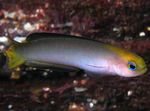 fotoğraf Akvaryum Balıkları Trachinops, gri