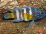 фотографија Акваријумске Рибице Параплесиопс (Paraplesiops), стрипед