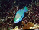 Bleekers Parrotfish, Grænn Parrotfish