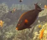 Sérach Parrotfish