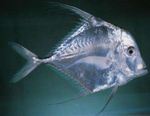 Threadfish Indiach, Tread Jack Eite