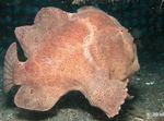 Commerson On Frogfish (Commersons Merikurat)