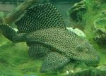 Фото Аквариумные Рыбки Глиптоперихт парчовый (Glyptoperichthys gibbiceps), пятнистый