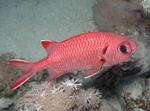 Hvide Kanter (Blotcheye Soldierfish)