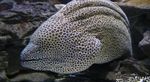 Tessalata Yılanbalığı