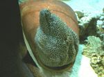 Photo Aquarium Fish Tessalata Eel (Gymnothorax favagineus), Spotted