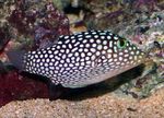 Spotted Puffer (Hawaiian White Spotted Toby)