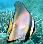 Foto Akvarij Ribe Pinnatus Batfish (Platax pinnatus), prugasta