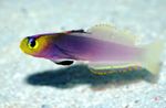 Helfrich Firefish merekalad (merevesi)  Foto