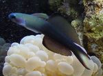 Dartfish Nageoires Noires, Le Gobie Scissortail