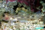 Cave Transparent Goby