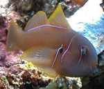 Clown Goby Brown