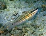 Sefur Banded Goby