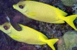 Indonezijski Koralji Rabbitfish