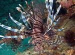 Russell's Lion Fish