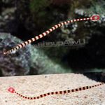Pipefish Banded