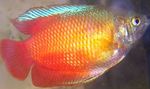სურათი აკვარიუმის თევზი ჯუჯა Gourami (Colisa lalia), წითელი