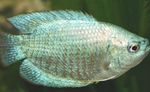 фотографија Акваријумске Рибице Патуљак Гоурами (Colisa lalia), сребро