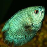 foto Peixes de Aquário Dwarf Gourami (Colisa lalia), Verde