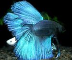 Foto Siāmas Cīņas Zivs (Betta splendens), gaiši zils