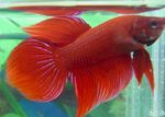 фотографија Акваријумске Рибице Сиамесе Фигхтинг Фисх (Betta splendens), црвен