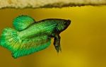 фотографија Акваријумске Рибице Сиамесе Фигхтинг Фисх (Betta splendens), зелена