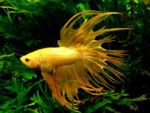 фотографија Акваријумске Рибице Сиамесе Фигхтинг Фисх (Betta splendens), жут