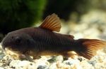 Photo Aquarium Fish Corydoras aeneus, Black