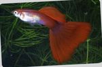 fotoğraf Akvaryum Balıkları Lebistes (Poecilia reticulata), kırmızı