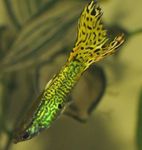 Foto Akvārija Zivis Guppy (Poecilia reticulata), zaļš