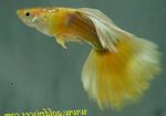 Nuotrauka Akvariumas Žuvys Guppy (Poecilia reticulata), geltonas