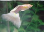 fotoğraf Akvaryum Balıkları Lebistes (Poecilia reticulata), beyaz