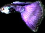 Foto Akvārija Zivis Guppy (Poecilia reticulata), purpurs