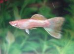 照 孔雀鱼 (Poecilia reticulata), 粉红色