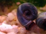 фотографија Слатководна Шкољка Ramshorn Snail (Planorbis corneus), сив