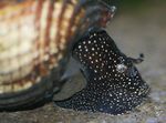 სურათი წყლის მოლუსკები კურდღლის Snail Tylomelania (Tylomelania towutensis), კრემისფერი