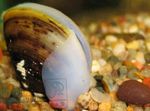 Zoetwater Clam