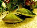 fotografie Sladkovodní škeble Sladkovodní Škeble (Corbicula fluminea), zelená