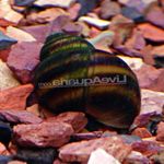 Japanese Trapdoor Snail (აუზის)