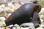 Фото Прісноводні Молюски Потадома Моерхі (Potadoma moerchi), коричневий
