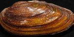 φωτογραφία γλυκού νερού αχιβάδα Μύδια Ζωγράφου (Unio pictorum), καφέ