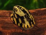 照 蚬 鲍鱼蜗牛 (Septaria porcellana), 黑