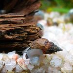 fotografija Sladkovodnih školjk Melanoides Granifera, rjava