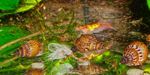 φωτογραφία γλυκού νερού αχιβάδα Melanoides Granifera, μπεζ